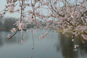 春色