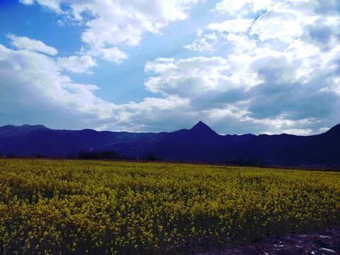 油菜花