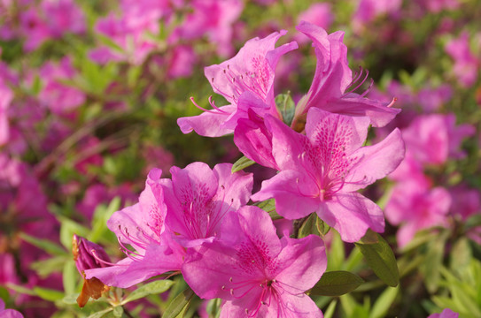 杜鵑花