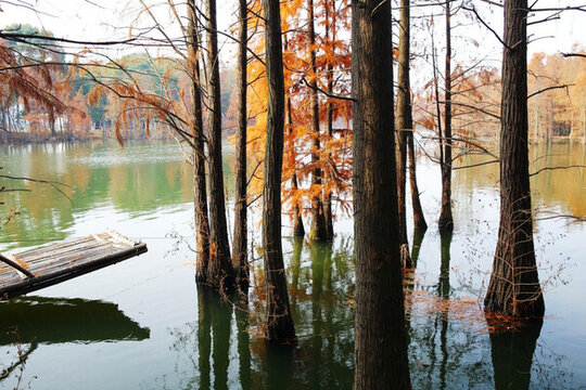 尚湖公園濕地紅杉樹