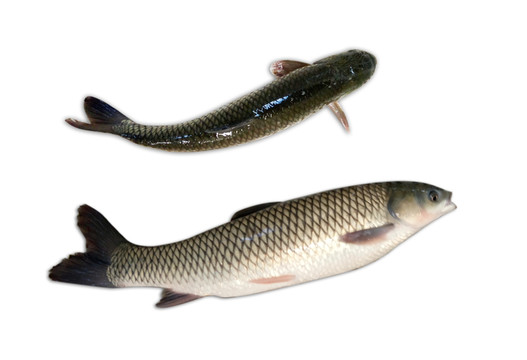 草魚