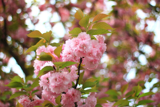 櫻花