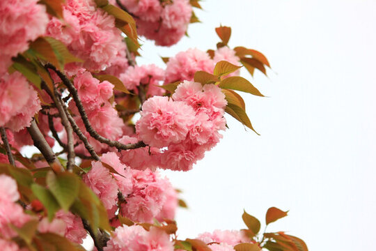 櫻花