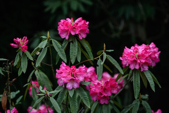 貴州畢節(jié)百里杜鵑花