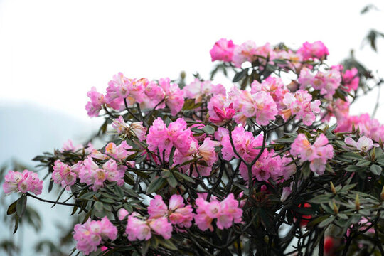 貴州畢節(jié)百里杜鵑