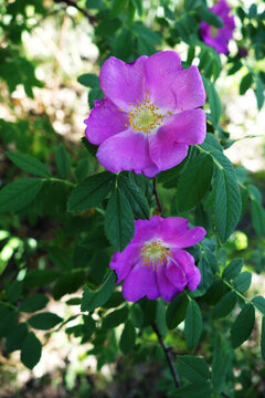 野薔薇