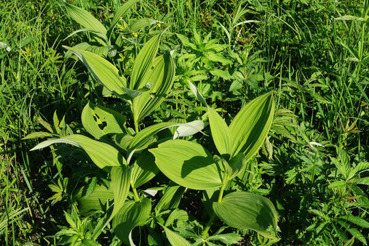 大興安嶺野生植物 玉竹