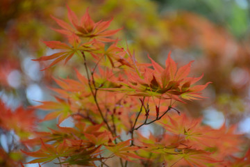 紅葉