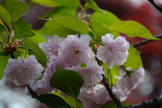 櫻花素材