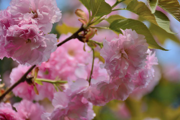櫻花開放