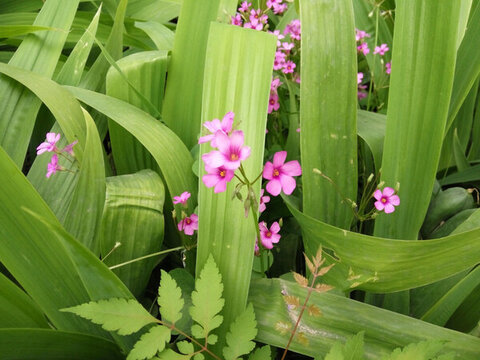 三葉草