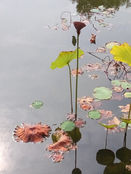 殘荷