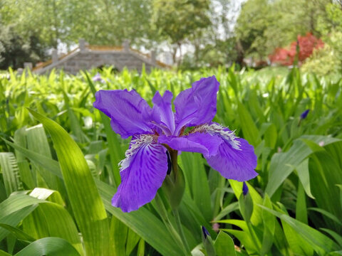 鳶尾花