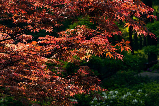 紅楓葉
