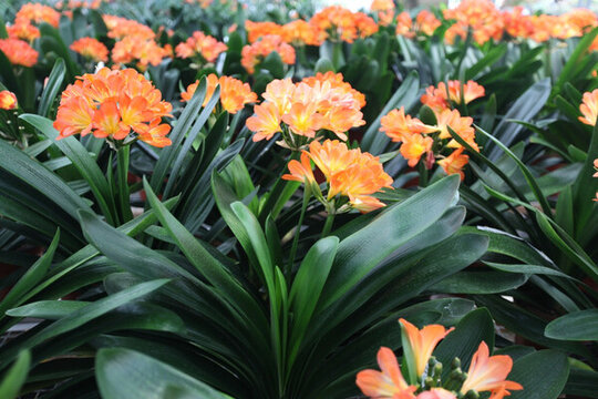 君子蘭 名貴花卉 花卉