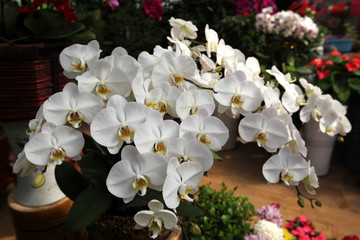 花卉 蝴蝶蘭