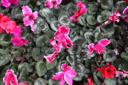 五顏六色 植物墻 綠植墻 鮮花