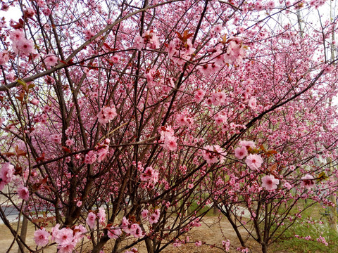 桃花