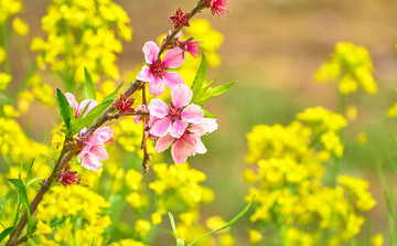 桃花 油菜花 高清大圖