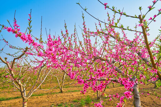 桃花 桃樹 高清大圖