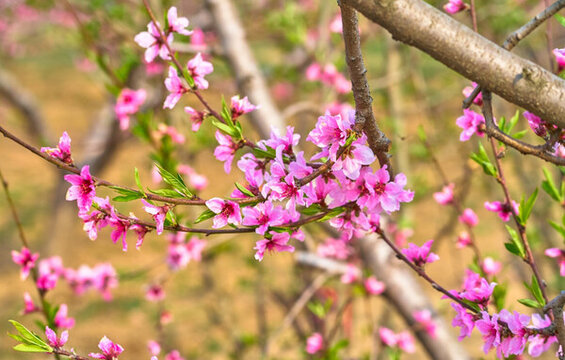 桃花 桃樹 高清大圖