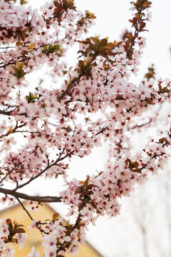 花開春天