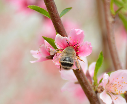 蜜蜂