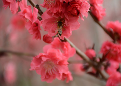 桃花