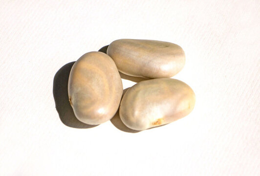 菠蘿蜜種子