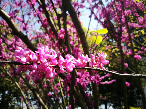 紫荊花開