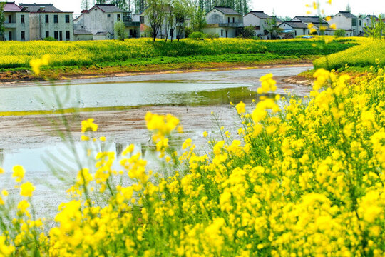 興化千島油菜花