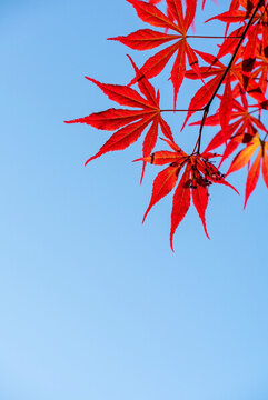 紅楓葉子