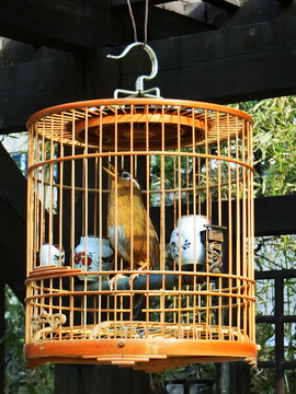 畫眉鳥