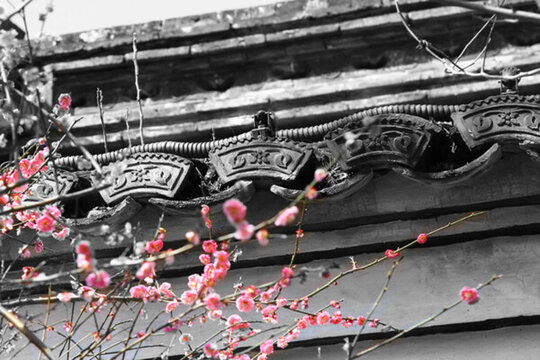 梅花 古建筑 灰瓦