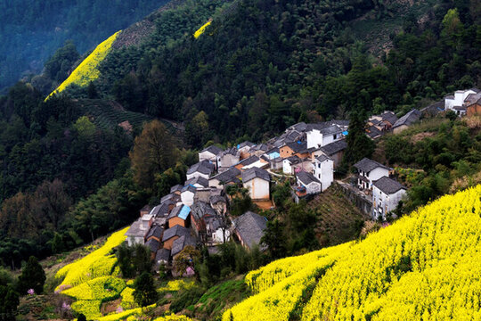 皖南山村油菜花開(kāi)