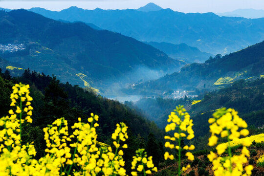 皖南山村油菜花開