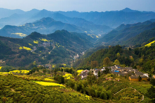 皖南山村油菜花開