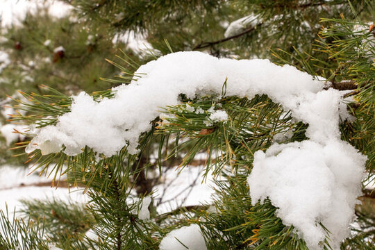 松樹與雪