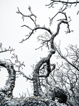 菌子山冰雪 霧凇