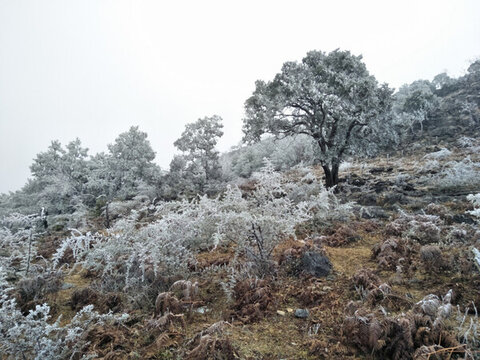 菌子山冰雪 霧凇