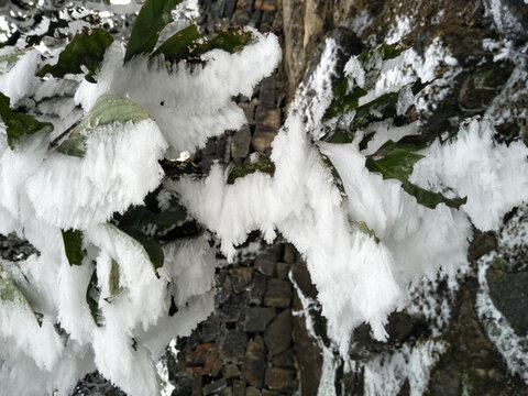 菌子山冰雪 霧凇