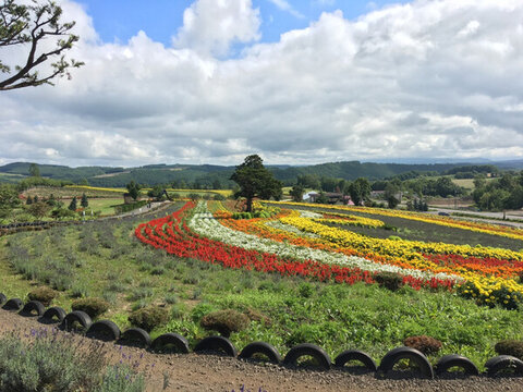 北海道美瑛花海