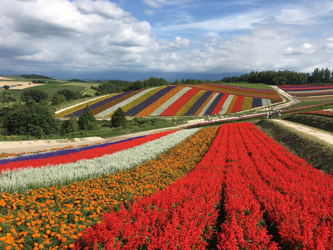 北海道美瑛四季彩之丘