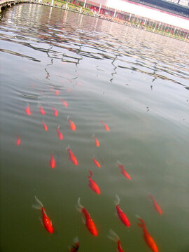 金魚(yú)