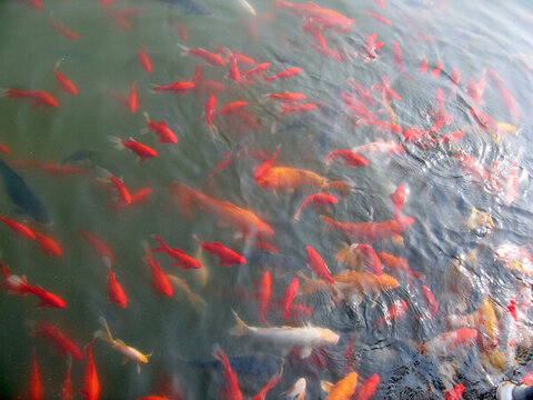 金魚(yú)