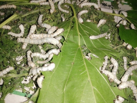 蠶寶寶