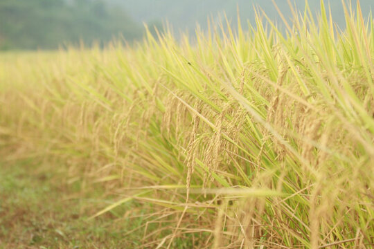 稻谷
