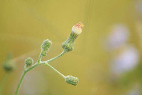 野菊花