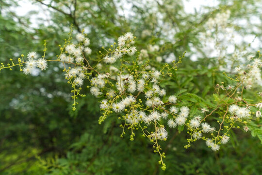 野花