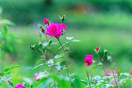 玫瑰花